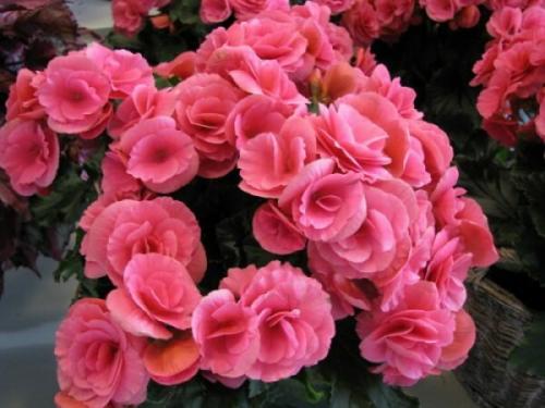 Бегония вечноцветущая зимовка. Бегония домашняя: тонкости ухода