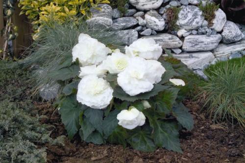 Бегония клубневая махровая белая. Характеристика растения