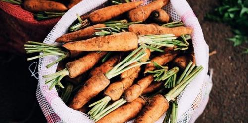 Как хранить морковь в погребе (в подвале)