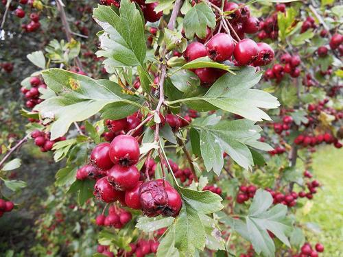 Как хранить на зиму боярышник. Заготавливаем боярышник по правилам: сушка, хранение 17 Как хранить на зиму боярышник. Заготавливаем боярышник по правилам: сушка, хранение 17