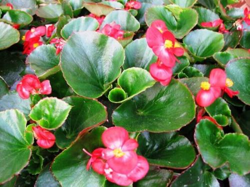 Как сажать бегонию. Цветы бегония: посадка и уход в домашних условиях 10 Как сажать бегонию. Цветы бегония: посадка и уход в домашних условиях 10