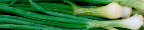 Лук на зелень в теплице. Выращивание зеленого лука в тепличных условиях