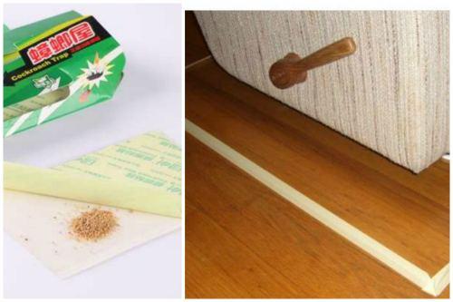 Как поймать клопа. Изготавливаем приспособления для ловли клопов своими руками