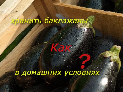 Как хранить кабачки и баклажаны. Как хранить баклажаны в домашних условиях