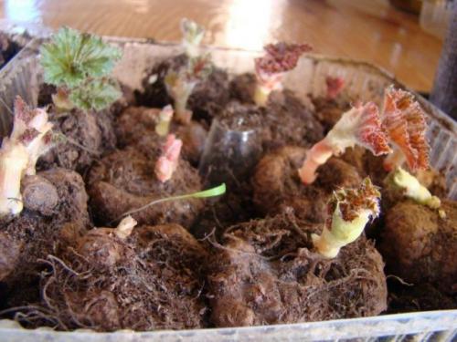 Бегония вечноцветущая в кашпо. Как правильно выращивать