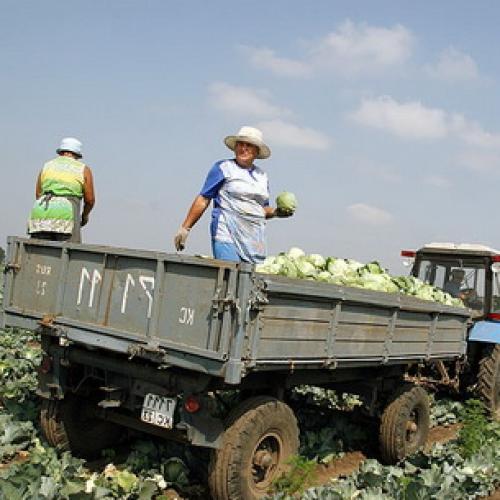 Как правильно хранить капусту в погребе. Места и способы 17