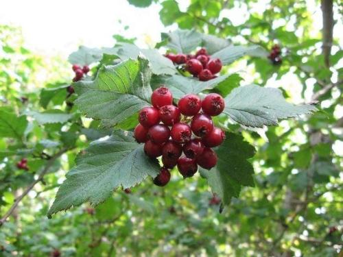 Как хранить на зиму боярышник. Заготавливаем боярышник по правилам: сушка, хранение 18 Как хранить на зиму боярышник. Заготавливаем боярышник по правилам: сушка, хранение 18