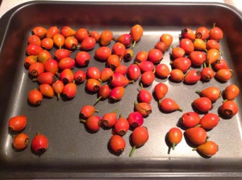 Как сушить шиповник на нитке. Как сушить шиповник