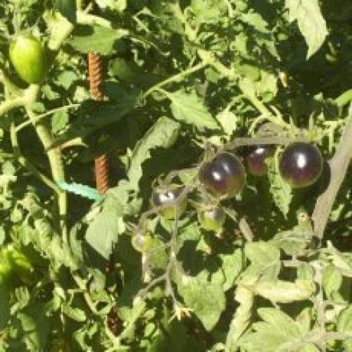 Томат Черный принц отзыв. Томат Черный принц: описание сорта, уход, фото, отзывы