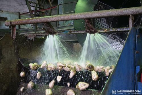 Выход сахара из 1 тонны сахарной свеклы. Как делают сахар из свеклы? Песколовушки и дефекация сока