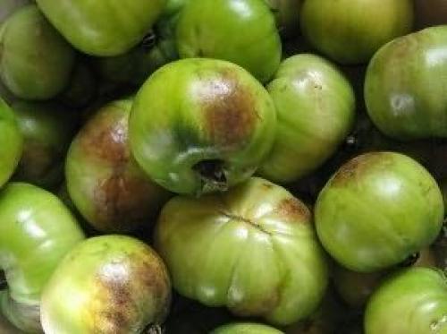 Сорта помидор устойчивые к мучнистой росе. Сорта помидоров устойчивых к фитофторозу – это актуально