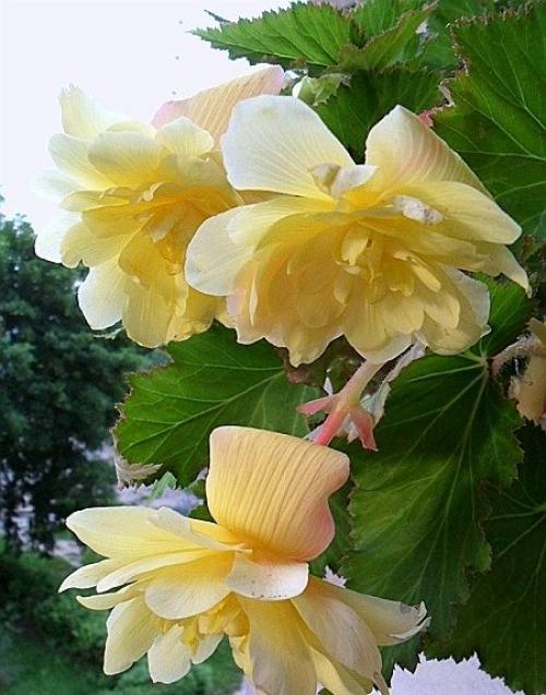 Бегония махровая красная. Клубневые (Tuberhybrida)