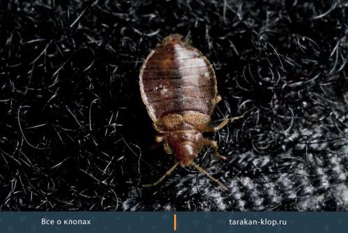 Как выглядит клоп домашний. Домашние клопы: как выглядят паразиты 01