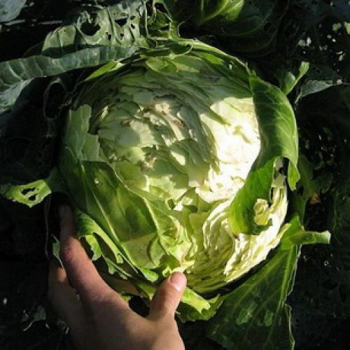 Как правильно хранить капусту в погребе. Места и способы 15