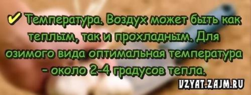 Как хранить чеснок на зиму в домашних условиях, чтобы не высох. Как нужно хранить чеснок дома зимой, чтобы он не высох