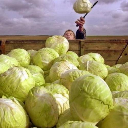 Как правильно хранить капусту в погребе. Места и способы 14 Как правильно хранить капусту в погребе. Места и способы 14