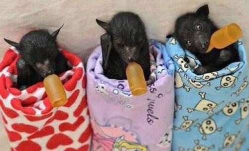 Чем кормить летучую мышь. Почему зоологи не рекомендуют её заводить?