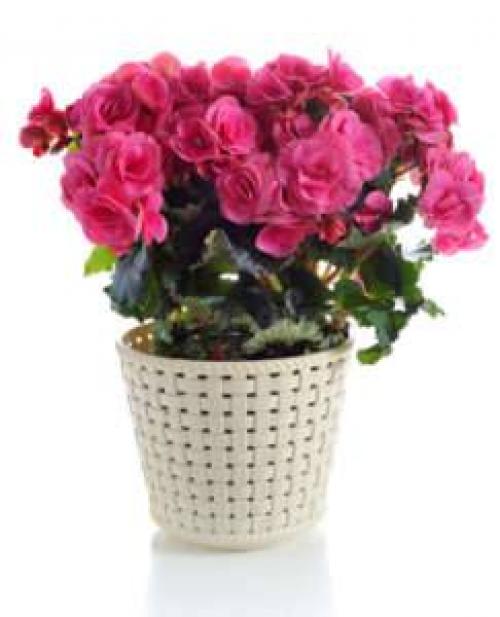 Как сажать бегонию. Цветы бегония: посадка и уход в домашних условиях 02 Как сажать бегонию. Цветы бегония: посадка и уход в домашних условиях 02