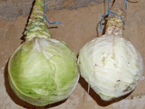 Хранение капусты в погребе зимой. Савойская