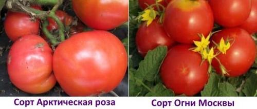 Сорта помидор устойчивые к мучнистой росе. Сорта помидоров устойчивых к фитофторозу – это актуально