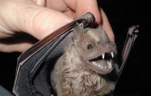 Летучая мышь гнездо. Описание и особенности