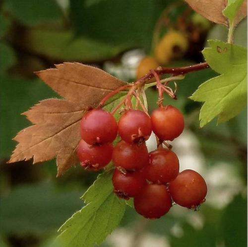 Как хранить на зиму боярышник. Заготавливаем боярышник по правилам: сушка, хранение 19 Как хранить на зиму боярышник. Заготавливаем боярышник по правилам: сушка, хранение 19