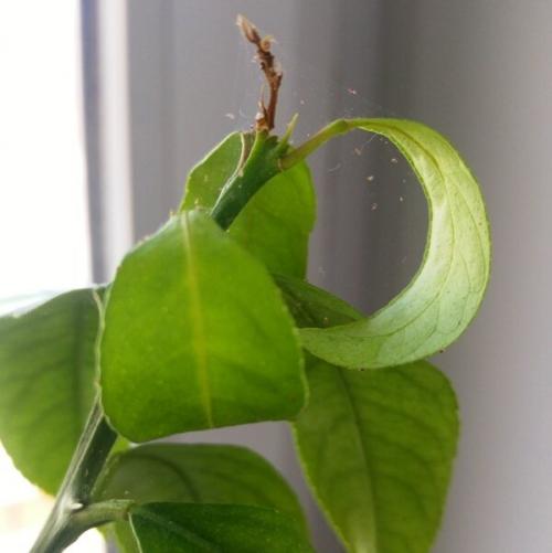 Ложный паутинный клещ. Паутинный клещ на комнатных растениях, как бороться?