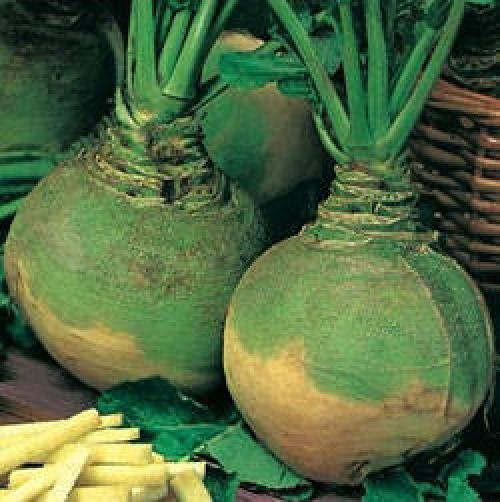 Брюква и репа в чем разница. Разница в химическом составе 02 Брюква и репа в чем разница. Разница в химическом составе 02