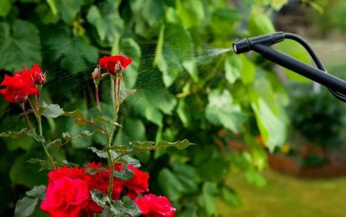 Паутинный клещ на розах. Методы борьбы с паутинным клещом на розе: химические и народные средства