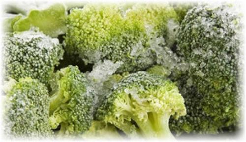 Как хранить капусту брокколи. Хранение капусты брокколи, выбор и заморозка