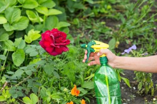 Паутинный клещ на розах. Методы борьбы с паутинным клещом на розе: химические и народные средства