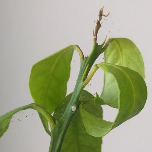 Ложный паутинный клещ. Паутинный клещ на комнатных растениях, как бороться?