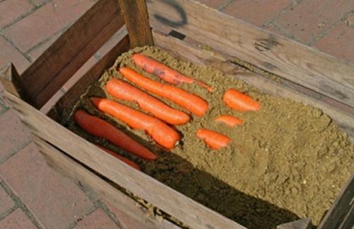 Как сохранить морковь до нового урожая. Особенности хранения корнеплодов в хранилище