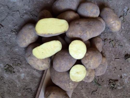Сорт картофеля бриз. Картофель Бриз: описание и характеристика, отзывы