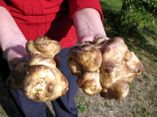 Земляная груша когда собирать. Топинамбур можно осенью собрать, а можно на зиму в земле оставлять