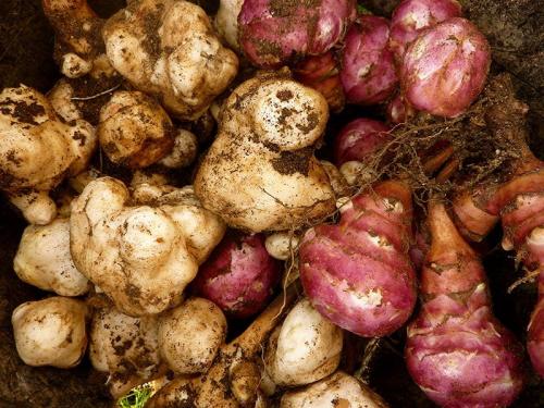 Земляная груша когда собирать. Топинамбур можно осенью собрать, а можно на зиму в земле оставлять