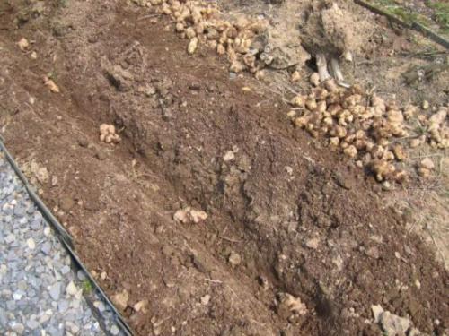 Топинамбур когда сажать. Сроки посадки