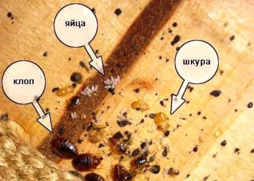 Что делать если покусали клопы. Консервативное лечение укусов 06 Что делать если покусали клопы. Консервативное лечение укусов 06