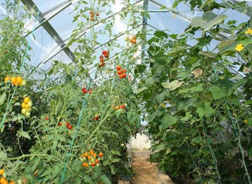 Можно ли выращивать огурцы и помидоры в одной теплице. Особенности посадки растений в теплице