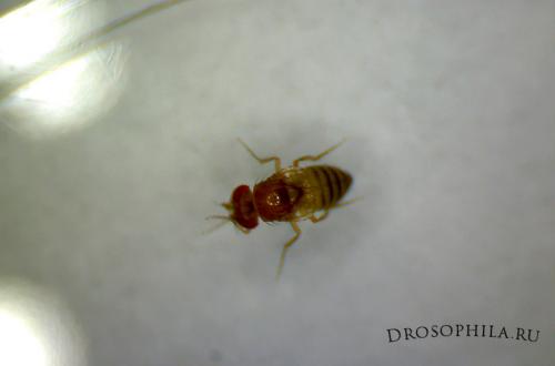 Дрозофила хидея. Дрозофилы Melanogaster и Hydei
