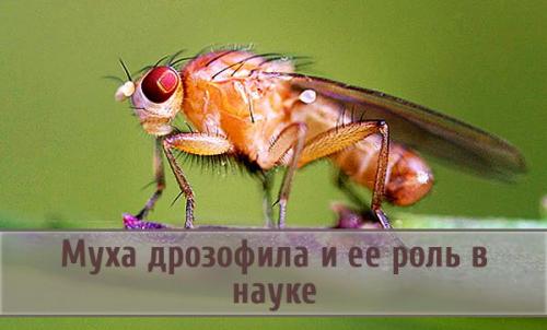 Муха дрозофила генетика. Особенности жизнедеятельности мухи дрозофилы и ее роль в науке