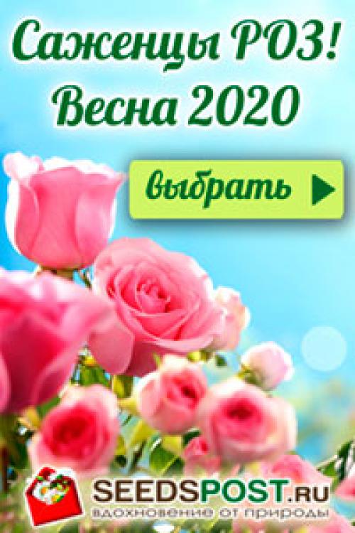 Вареный чеснок рецепт. Необычные заготовки и приправы из чеснока