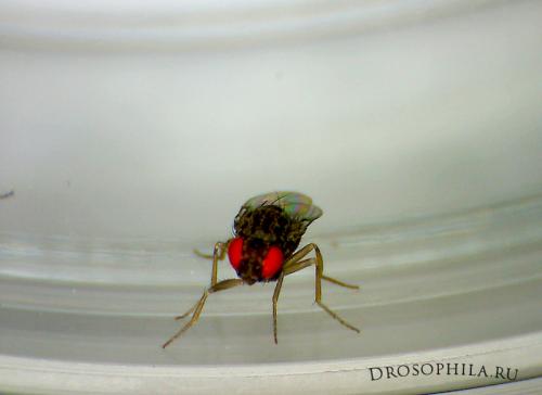 Дрозофила хидея. Дрозофилы Melanogaster и Hydei