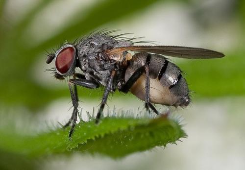 Муха дрозофила генетика. Особенности жизнедеятельности мухи дрозофилы и ее роль в науке