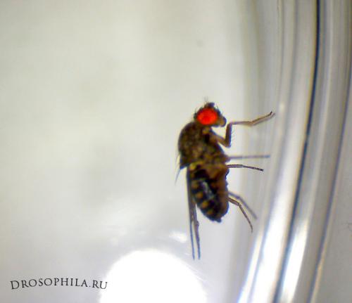 Дрозофила хидея. Дрозофилы Melanogaster и Hydei