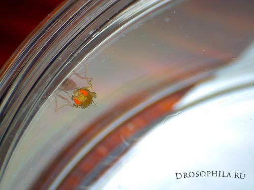 Дрозофила хидея. Дрозофилы Melanogaster и Hydei
