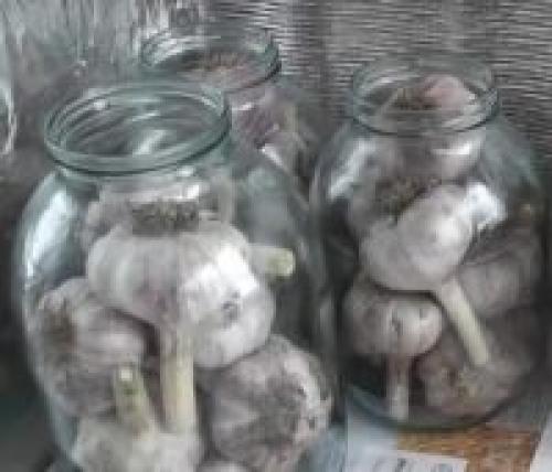 Как хранить чеснок дома в банке. Хранение чеснока зимой в стеклянных банках – проверенный способ сберечь луковицы свежими до конца весны