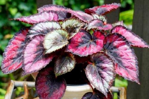 Бегония с красными листьями. Популярные виды и сорта 14