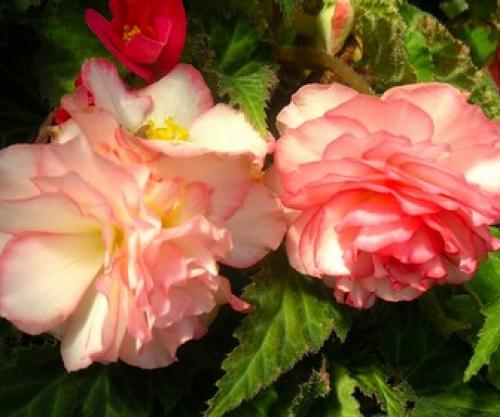 Бегония с красными листьями. Популярные виды и сорта 18