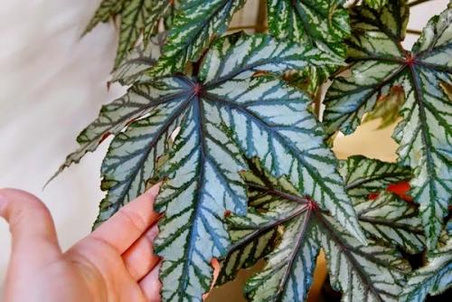 Бегония с красными листьями. Популярные виды и сорта 12